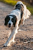 Frankreich, Somme, Crécy-en-Ponthieu, Hund Border-Collie