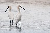 France, Somme, Baie de Somme, Saint-Valery-sur-Somme, Cape Hornu, Eurasian Spoonbill (Platalea leucorodia) ; at low tide, the birds come to feed on worms in a channel