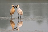 France, Somme, Baie de Somme, Le Crotoy, Crotoy marsh, Eurasian Spoonbill (Platalea leucorodia) grooming