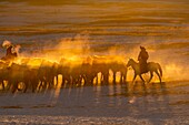 China, Innere Mongolei, Provinz Hebei, Zhangjiakou, Bashang-Grasland, mongolische Reiter führen einen Trupp von Pferden auf einer schneebedeckten Wiese