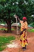 Benin, Nothern distict, Atacora mountains area, Tanguiéta, woman weeding millet