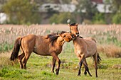 France, Somme, Baie de Somme, Le Crotoy, Friendly jousts between Henson horses in the marshes, this breed was created in the Bay of Somme for equestrian walk and eco-grazing