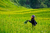 Vietnam, Ha Giang, Hoang Su Phi, youg girls of La Chi erthnic group among rice fields in terrace