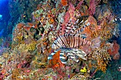 Egypt, Red Sea, a coral reef with a lion-fish (Pterois volitans or Pterois miles)