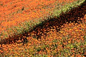 South Africa, Western Cape, Orange spring flowers in the Cederberg region