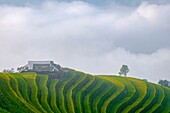 Vietnam, Ha Giang, Hoang Su Phi, a La Chi erthnic group village among rice fields in terrace