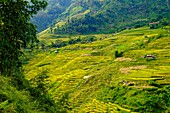 Vietnam, Ha Giang, Hoang Su Phi, terrace rice fields