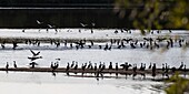 Frankreich, Loiret, Saint-Benoit-sur-Loire, Kormorankolonie am letzten Wildfluss Europas