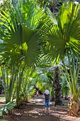 Mauritius, Pamplemousses district, Pamplemousses, Sir Seewoosagur Ramgoolam botanical garden