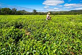 Mauritius, Savanne district, Grand Bois, Domaine de Bois Chéri, the largest tea producer in Mauritius, women working in the tea plantations