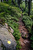 France, Vosges, Donon mountains, Vexaincourt, national forest of Bois Sauvages, path leading to the Maix lake