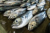 Papua New Guinea, National Capital District Province, Port Moresby, Koki District, Koki Fish Market, fishes