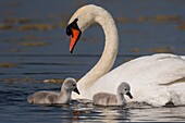 France, Somme, Somme Bay, Le Crotoy, Crotoy Marsh, juvenile mute Swan (Cygnus olor, Mute Swan)