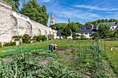 France, Indre et Loire, Loire valley listed as World Heritage by UNESCO, Tours, diocese of Tours, garden of the diocesan house Carmel, nun gardening in the one hectare garden located in the city center of Tours