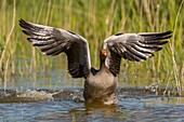 Frankreich, Somme, Baie de Somme, Saint-Quentin-en-Tourmont, Naturschutzgebiet der Bucht von Somme, Ornithologischer Park Marquenterre, Graugans (Anser anser)