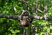 Vereinigte Staaten, Minnesota, Waschbär (Procyon lotor), in einem Baum, gefangen