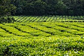 Mauritius, Savanne district, Grand Bois, Domaine de Bois Chéri, the largest tea producer in Mauritius, tea plantations