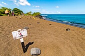 Ecuador, Galápagos archipelago, listed as World Heritage by UNESCO, Santa Maria Island (Floreana), hiking on the coast and a red sand beach sheltering nests of protected sea turtles