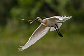 Frankreich, Somme, Baie de Somme, Saint-Quentin-en-Tourmont, Naturschutzgebiet der Bucht von Somme, Ornithologischer Park Marquenterre, Löffler ( Platalea leucorodia)