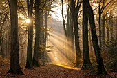 France, Somme, Crécy-en-Ponthieu, Crécy forest, Sunbeams in the foliage of trees in Crécy forest