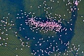 Kenia, Magadi-See, Rift Valley, Zwergflamingos (Phoeniconaias minor), in der Morgendämmerung bei der Sexualdarstellung (Luftaufnahme)