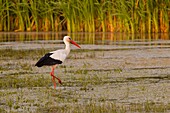 France, Somme, Baie de Somme, Le Crotoy, Crotoy marsh, White stork (Ciconia ciconia - White Stork) at Crotoy marsh