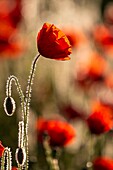 Frankreich, Somme, Baie de Somme, Saint-Valery-sur-Somme, Mohnblumen (Papaver rhoeas)