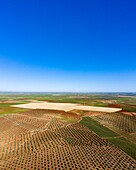 Spanien, Estramadura, Provinz Badajoz, Umgebung von Ribera del Fresno, Ernte aus einer Drohne