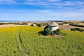 Spain, Andalucia, province of Cadix, near Barbate, sunflower field from a drone machine