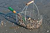 France, Somme, Baie de Somme, Le Crotoy, basket of cockles picked up by a fisherman on foot