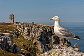 France, Finistère (29), Cornouaille, Crozon Peninsula, Camaret-sur-Mer, Pen-Hir Point in the Iroise Sea, Herring Gulls (Larus argentatus) usually approach walkers to beg for food