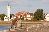 France, Somme, Baie de Somme, Le Hourdel, Fishermen bringing their collection of samphire with the traditional bicycle without saddle