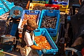 Frankreich, Finistere (29), Cornouaille, Le Guilvinec, erster Fischereihafen Frankreichs, die Rückkehr der Trawler in den Hafen, um den Fisch zu entladen und zu versteigern