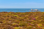 France, Finistère (29), Cornouaille, Crozon Peninsula, Camaret-sur-Mer, Pen-Hir Point in the Iroise Sea, the heather forms beautiful colorful carpets