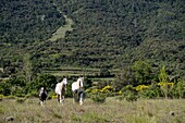 France, Aude, horses neau Cucugnan