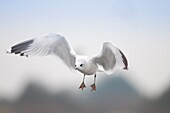 France, Somme, Somme Bay, Le Crotoy, Crotoy Marsh, Black-headed Gull (Chroicocephalus ridibundus)