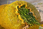 Frankreich, Somme, Baie de Somme, Le Hourdel, der Meerfenchel wächst in der Baie de Somme auf natürlichem Wege auf dem regelmäßig vom Meer bedeckten Land, er wird von professionellen Küstenanglern geerntet, Säcke mit Meerfenchel werden traditionell auf Fahrrädern ohne Sattel zurückgebracht