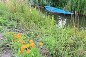 France, Pas de Calais, Saint Omer, Audomarois marshes (wetland classified Biosphere Reserve by UNESCO)