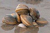 France, Somme, Baie de Somme, Le Hourdel, Cockles (or hénons) in Baie de Somme