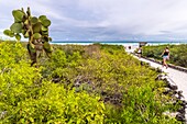 Ecuador, Galapagos-Archipel, von der UNESCO zum Weltnaturerbe erklärt, Insel Santa Cruz, Weg zur Tortuga-Bucht, Strand Brava