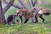 United Sates, Minnesota, Red Fox (Vulpes vulpes), Adult and young, captive