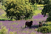 Spanien, Extremadura, südlich von Trujillo, Pferde auf einem Feld voller Blumen