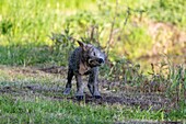 Vereinigte Staaten, Minnesota, Wolff (Canis lupus), Jungtier, in Gefangenschaft