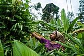 Indonesien, West Papua, Mabul, Korowai-Expedition