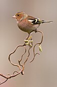 Frankreich, Somme, Crécy-en-Ponthieu, Buchfink (Fringilla coelebs)