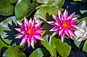 Frankreich, Lot et Garonne, Le Temple-sur-Lot, Latour-Marliac Seerosengarten, tropische Tagseerose (Nymphaea Bull's Eye)