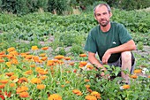 France, Pas de Calais, Saint Omer, Audomarois marsh (wetland classified Biosphere Reserve by UNESCO), Loic Boulier (organic market gardener) in his fields