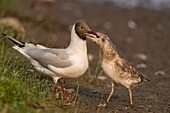 France, Somme, Somme Bay, Le Crotoy, Crotoy Marsh, Black-headed Gull (Chroicocephalus ridibundus) colony, feeding young, the kids are clamoring for the parent to regurgitate food