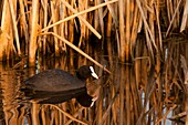 France, Somme, Baie de Somme, Le Crotoy, Le Crotoy Marsh, Eurasian Coot (Fulica atra) in the reed bed.