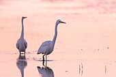 France, Somme, Somme Bay, Le Crotoy, Crotoy marsh, Great Egret fishing (Ardea alba)